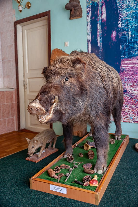 Музей лiсу: опудало  дикої свині